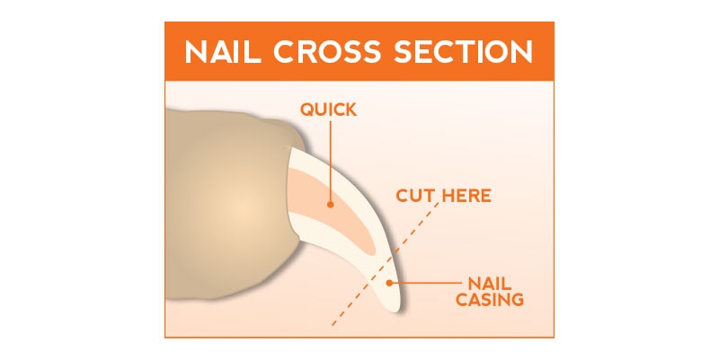 Nail Trimming Cross Section Image